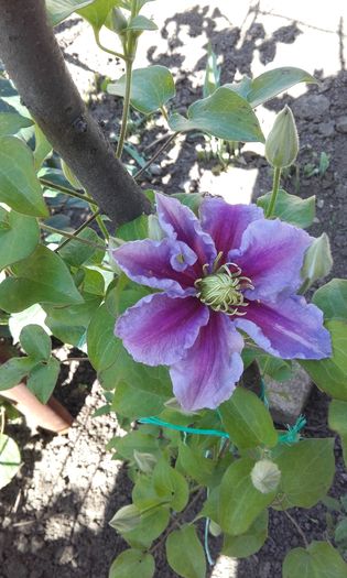 Montană? ? - 1 clematis 2016