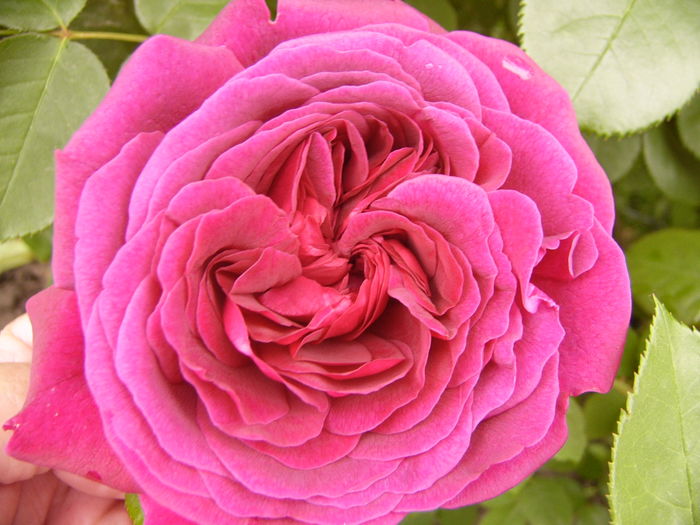 Rosa Dimov