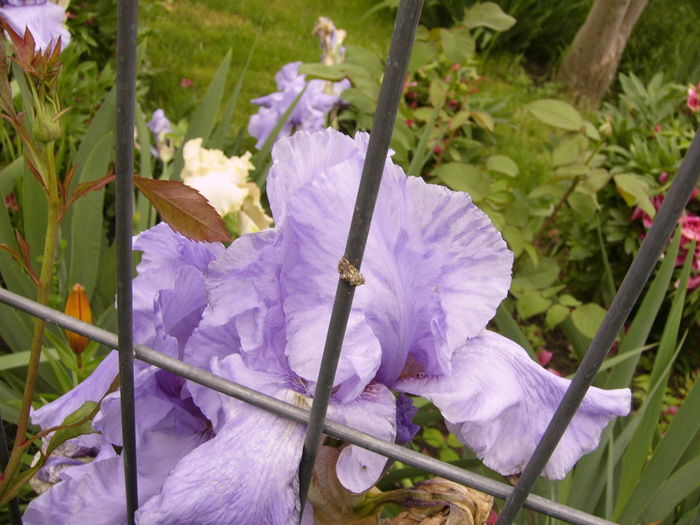 Iris Pacific Mist