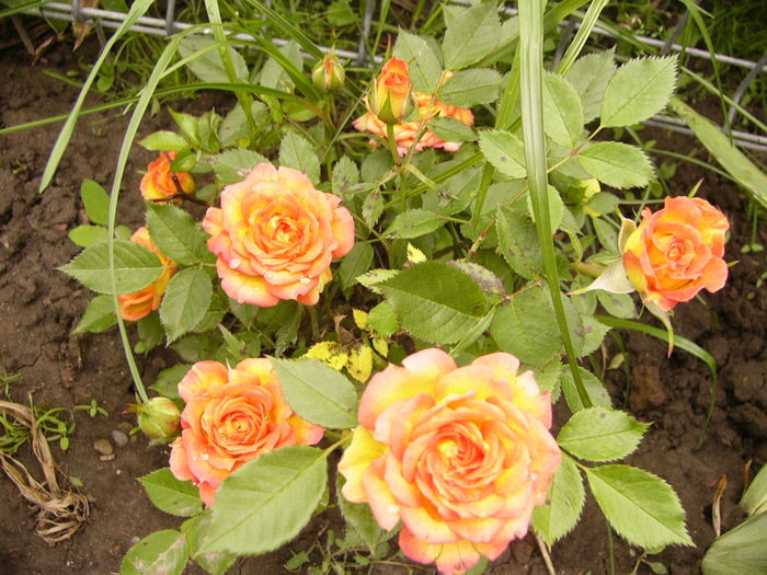 Minirosa Dimov