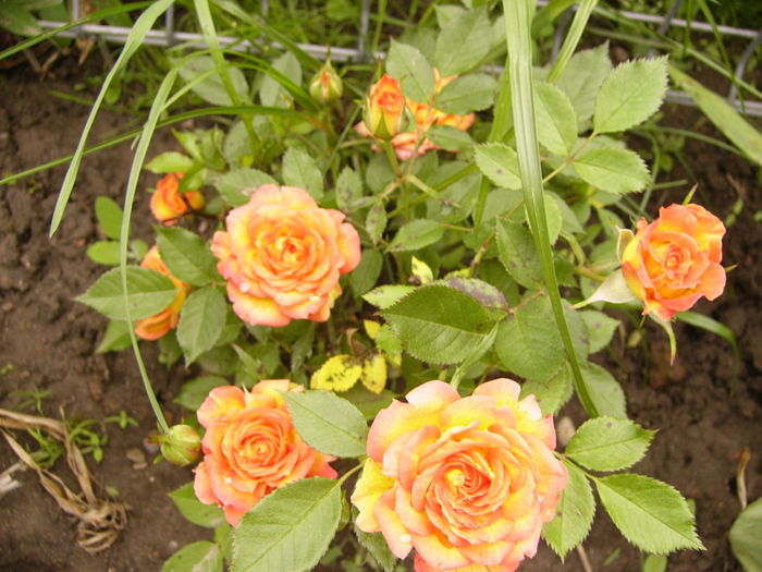 P1260772