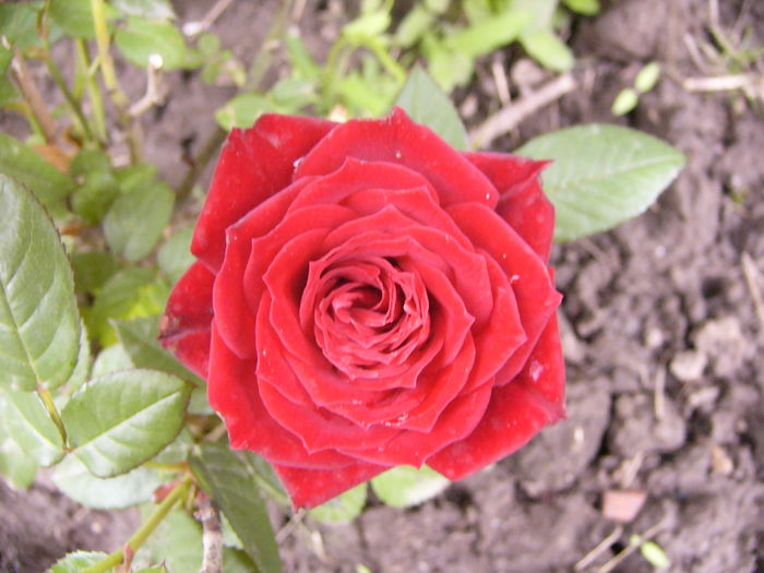 Minirosa Dimov