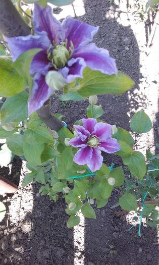 20160515_101950 - 1 clematis 2016