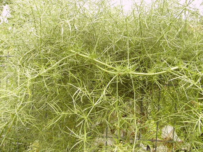 Asparagus de gradina