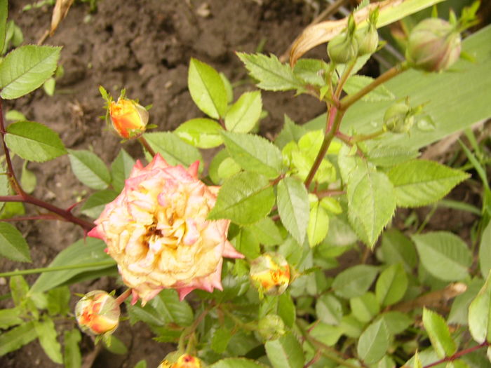 P1260782