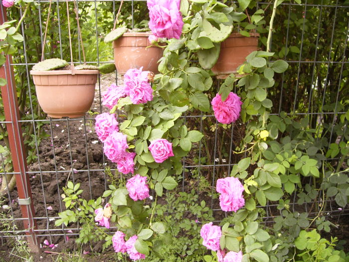 Rosa