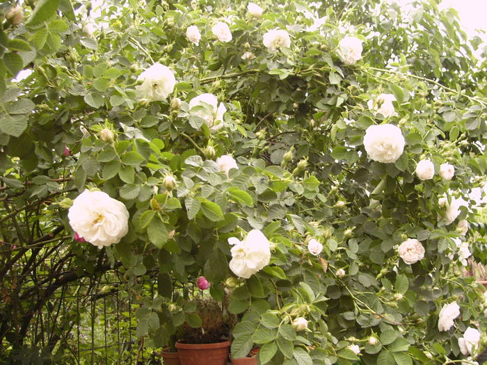 Rosa Alba Maxima-neremontant-