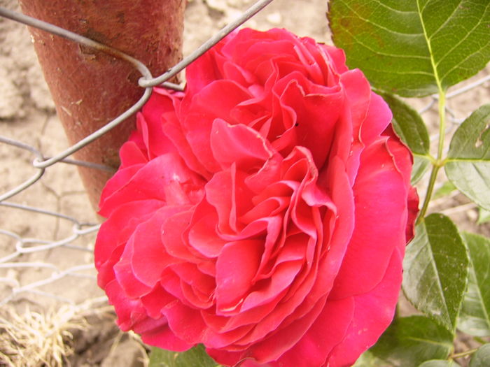 Rosa Erick Tabarly