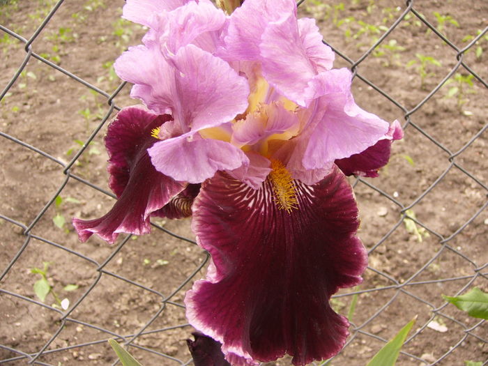 P1260808