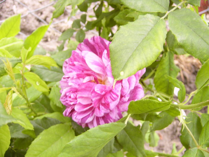 Rosa Ferdinant Pichard