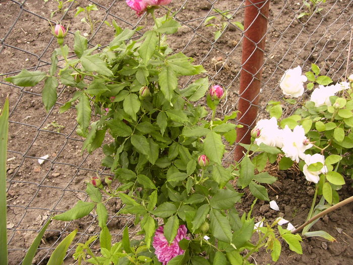 P1260815