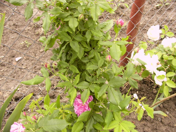 P1260816