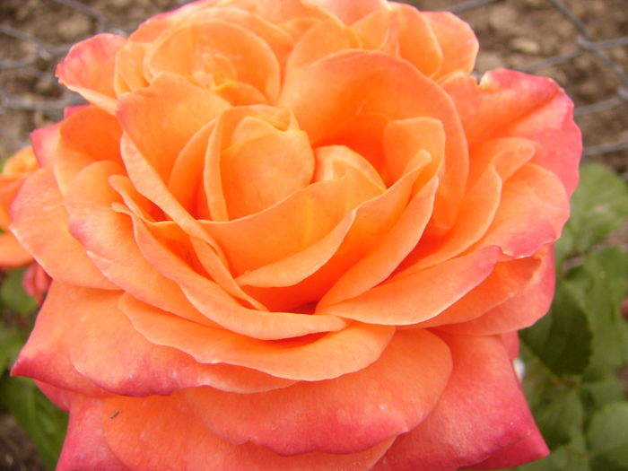 Rosa Emillien Guillot
