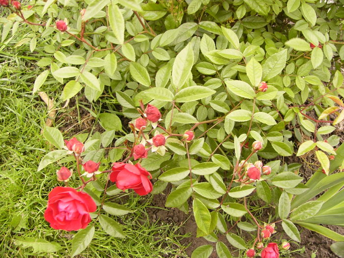Rosa Morsdag rosu