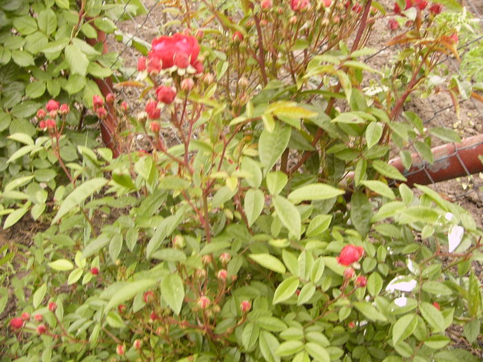 P1260855