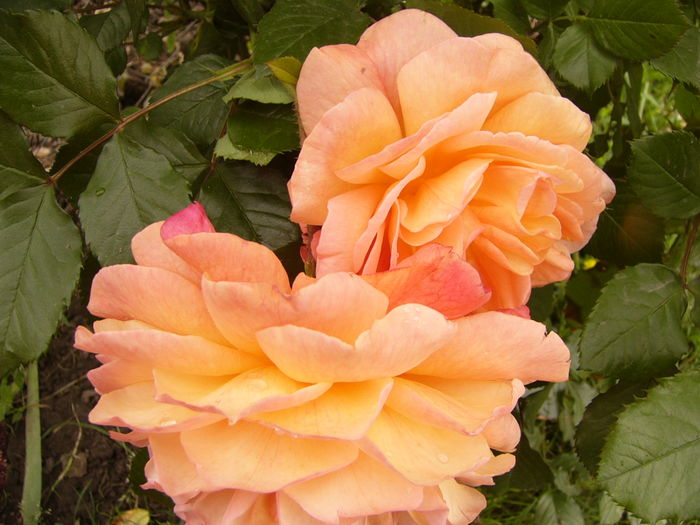 Rosa Westerland
