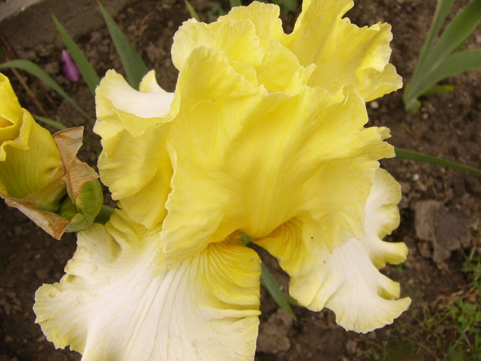 Iris Sunshine and snow