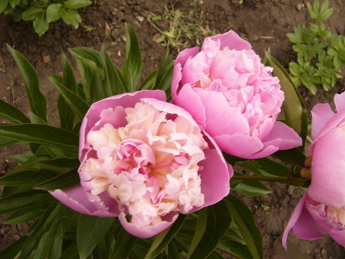 P1260867