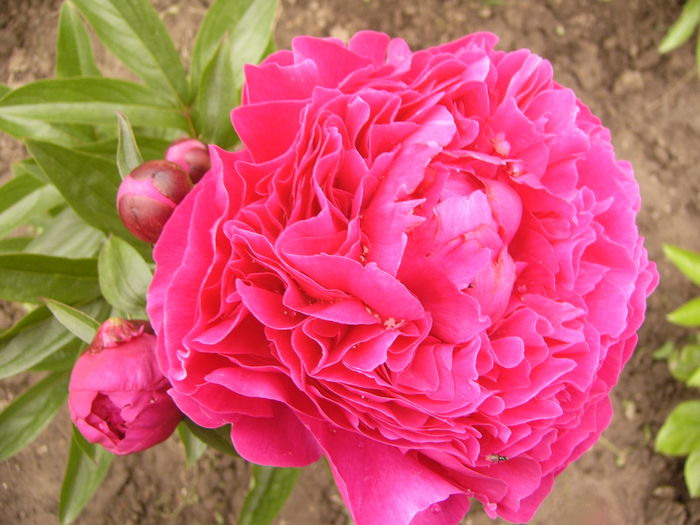 Paeonia Kansas