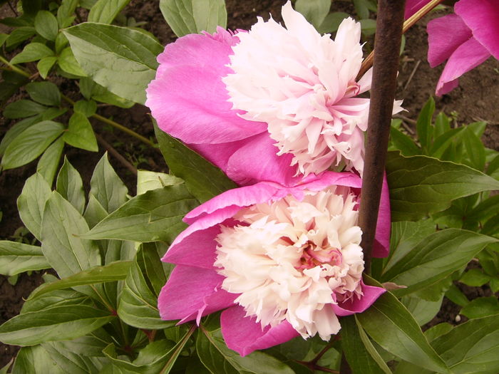 P1260883