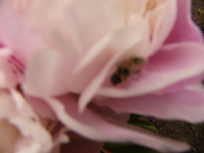 P1260896