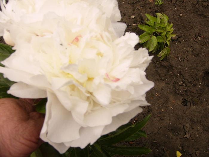 P1260899