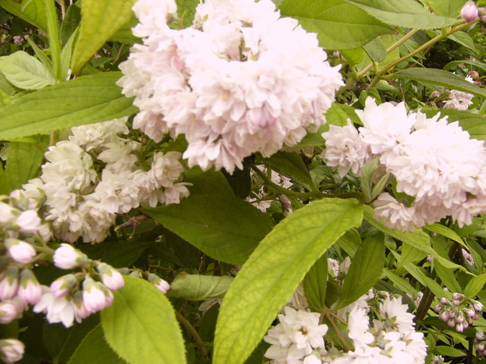 Deutzia