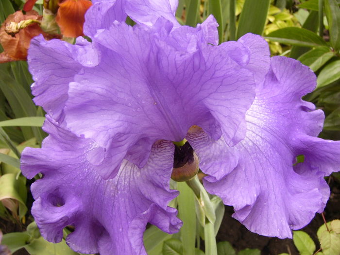 Iris Memphis blues