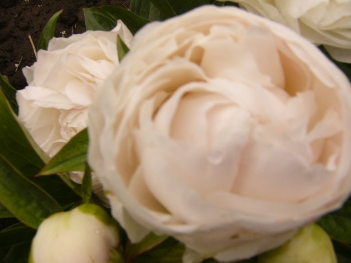 Paeonia Mother,s choice
