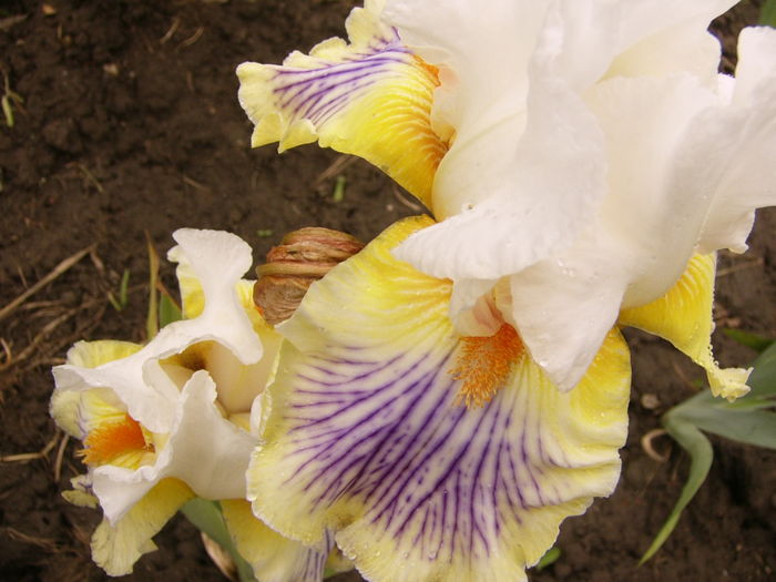 Iris Expose