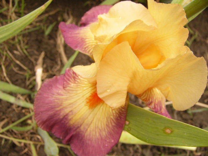 Iris Jazz Band