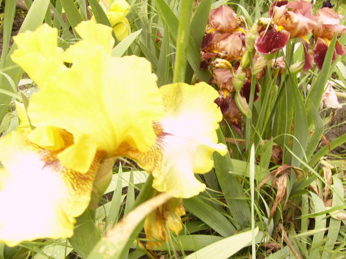 Iris Local Hero?