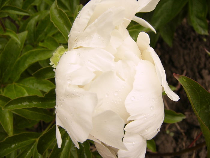 P1270036