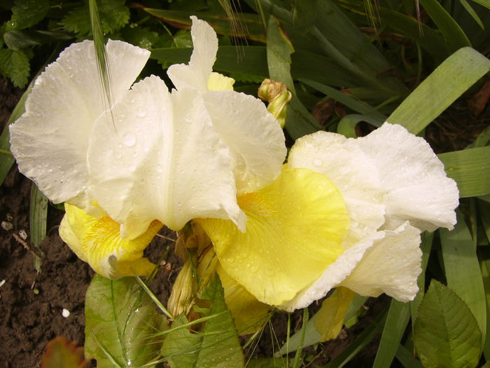 Iris Glacier gold - ANUL 2016 FLORI III
