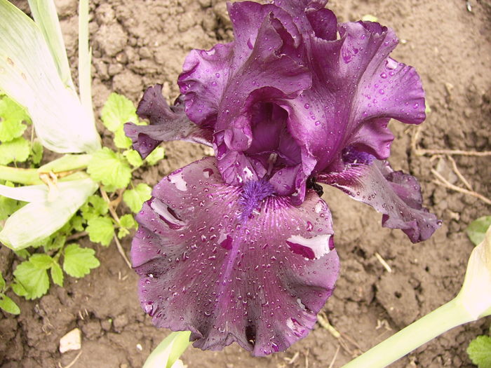 Iris Ghost Train - ANUL 2016 FLORI III