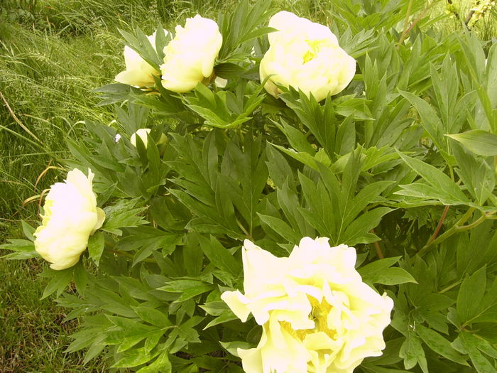 Paeonia itoh Bartzela