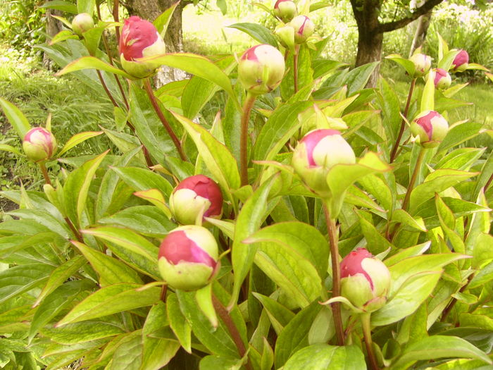 P1270091