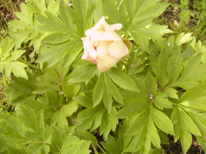 Paeonia Itoh Julia Rose