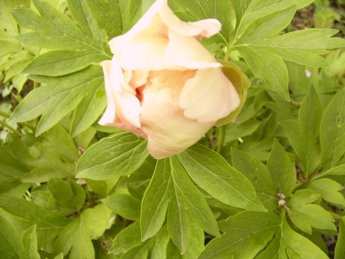 P1270099