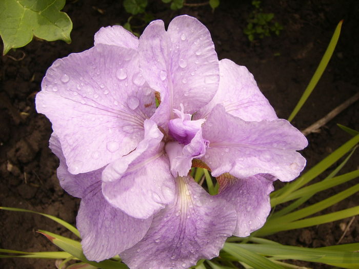 Iris enseta Momogasumi