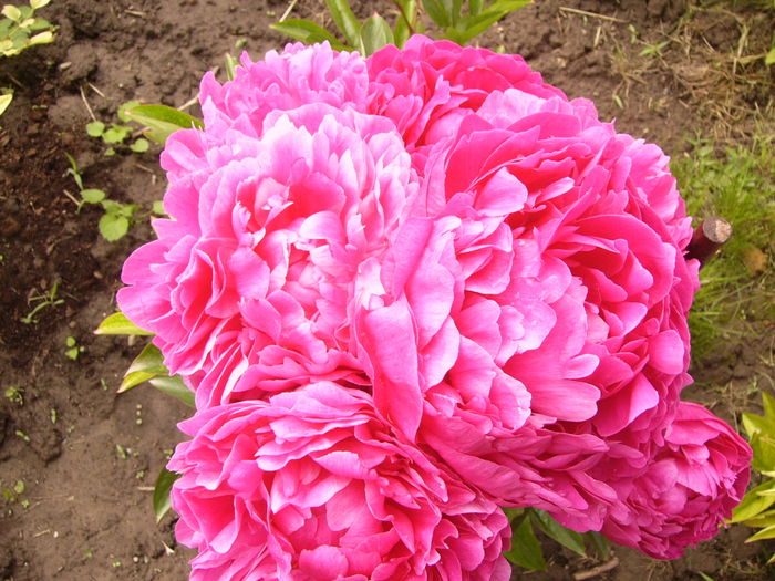Paeonia Kansas