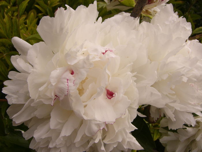 Paeonia Boule de neige