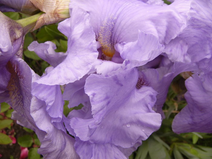 Iris Pacific Mist - ANUL 2016 FLORI III