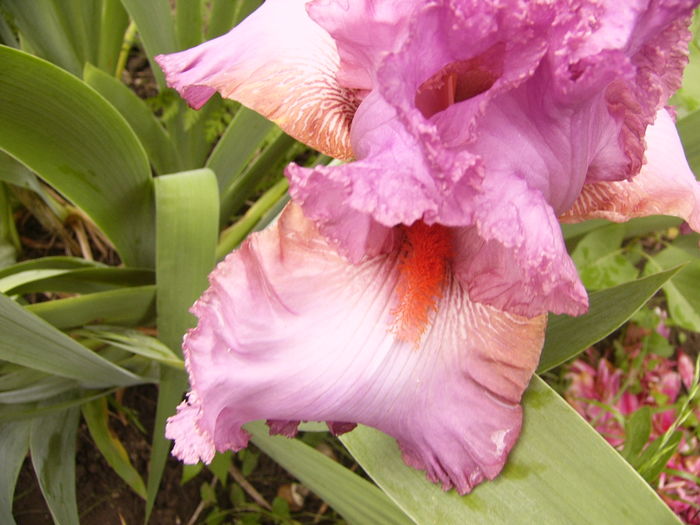 Iris Extravagant - ANUL 2016 FLORI III