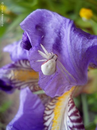 O femelă matură din specia »Misumena vatia« (2) - Fel de viata in tablou de timp