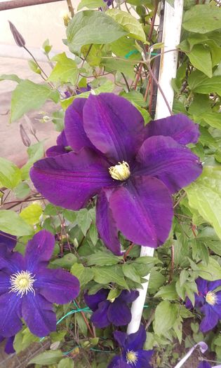 Warszawska nike - 1 clematis 2016