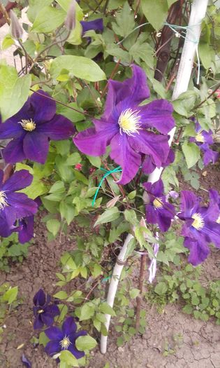 Warszawska nike - 1 clematis 2016