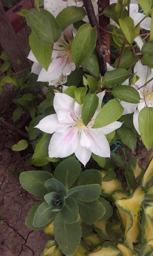 Andromeda - 1 clematis 2016