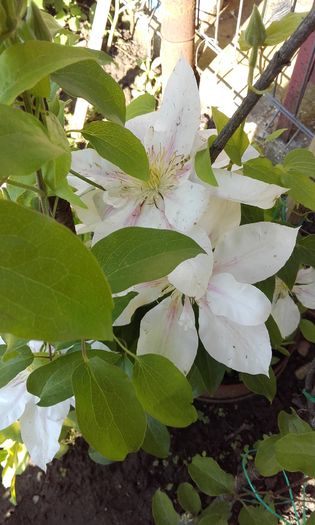 Andromeda - 1 clematis 2016