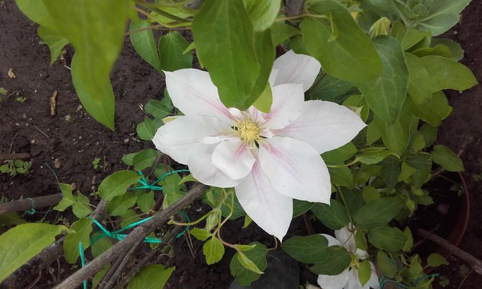 Andromeda - 1 clematis 2016